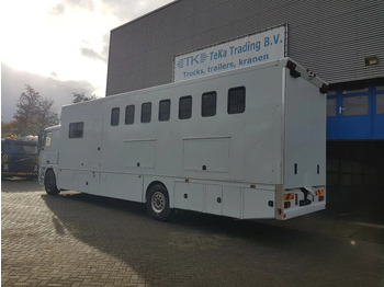 Φορτηγό μεταφοράς αλόγων DAF 95.350 Paardenwagen met zitverblijf 7 paarden 7 horses: φωτογραφία 3